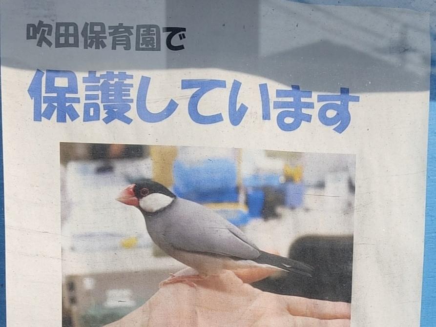 目撃された鳥 目撃された鳥