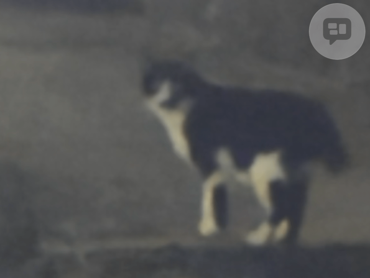 目撃された猫