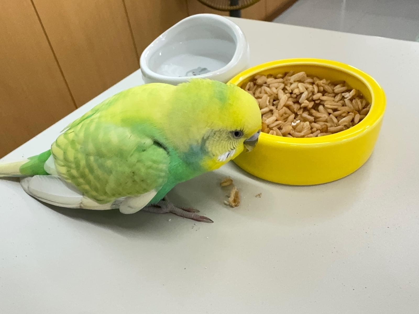 目撃された鳥 目撃された鳥
