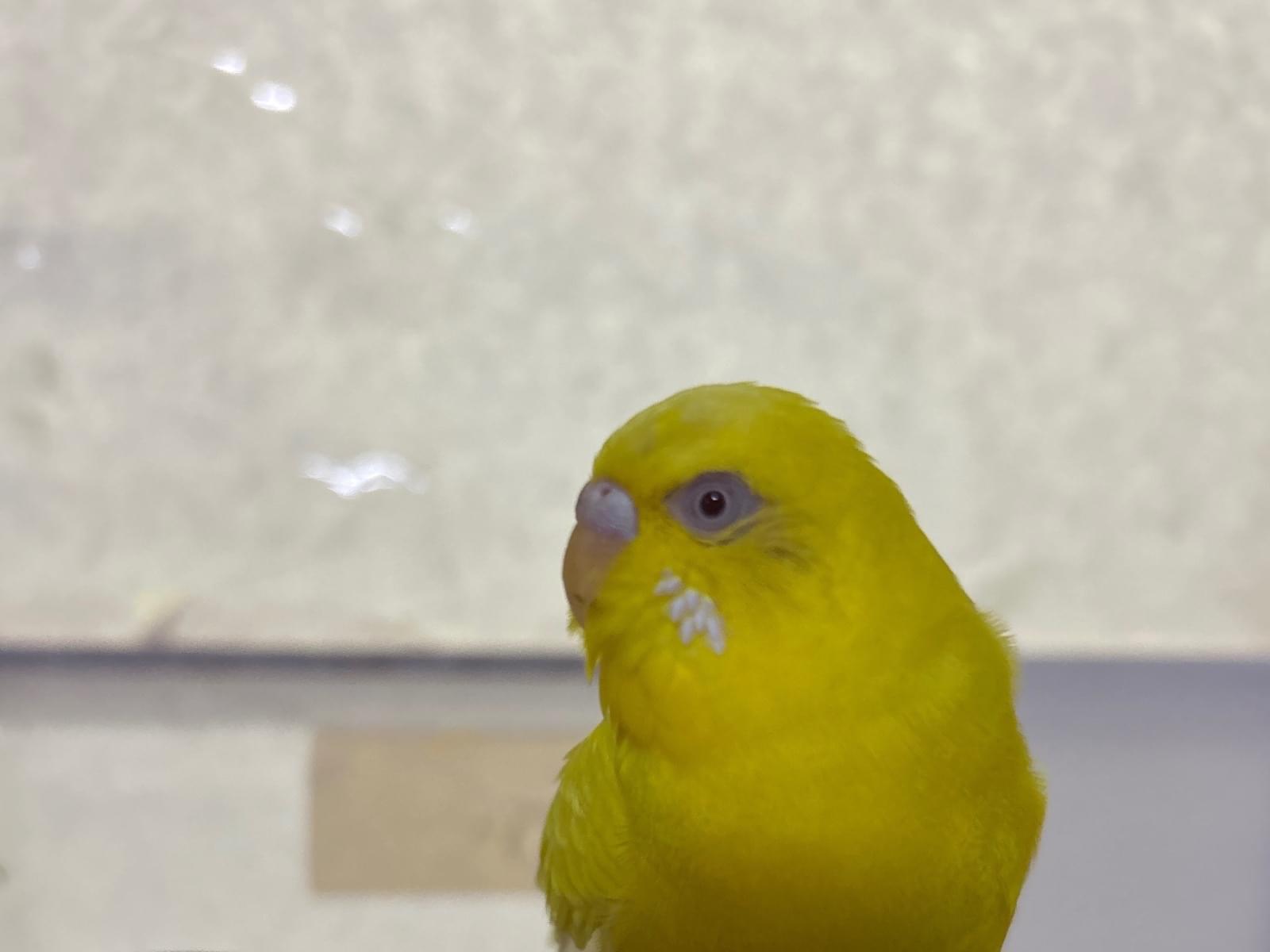 保護された鳥 保護された鳥