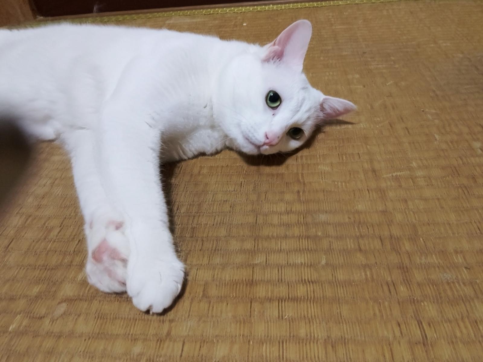 みたらしちゃん みたらしちゃん