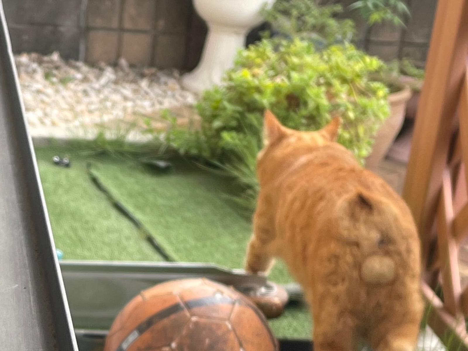 目撃された猫 目撃された猫