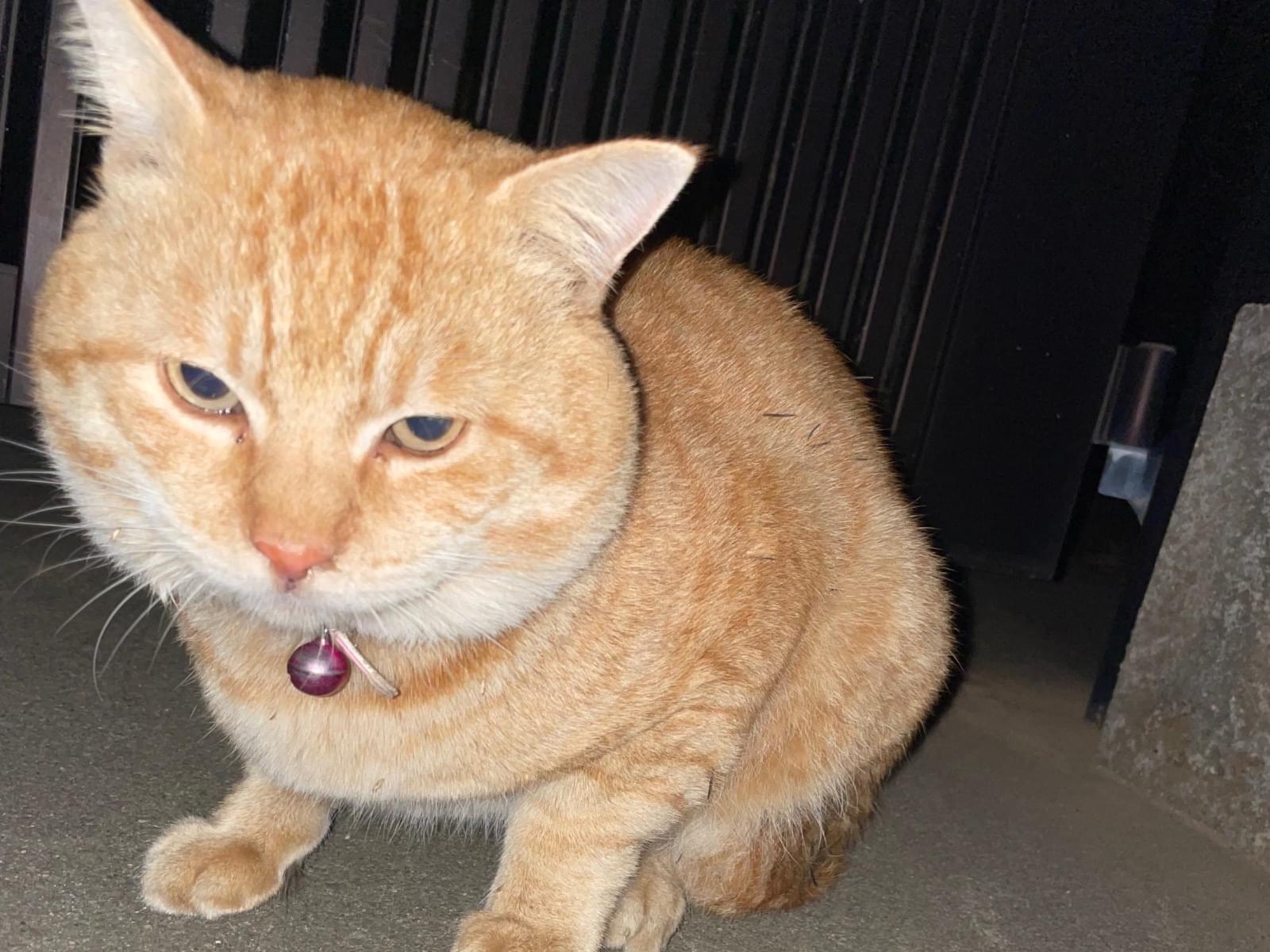 目撃された猫 目撃された猫