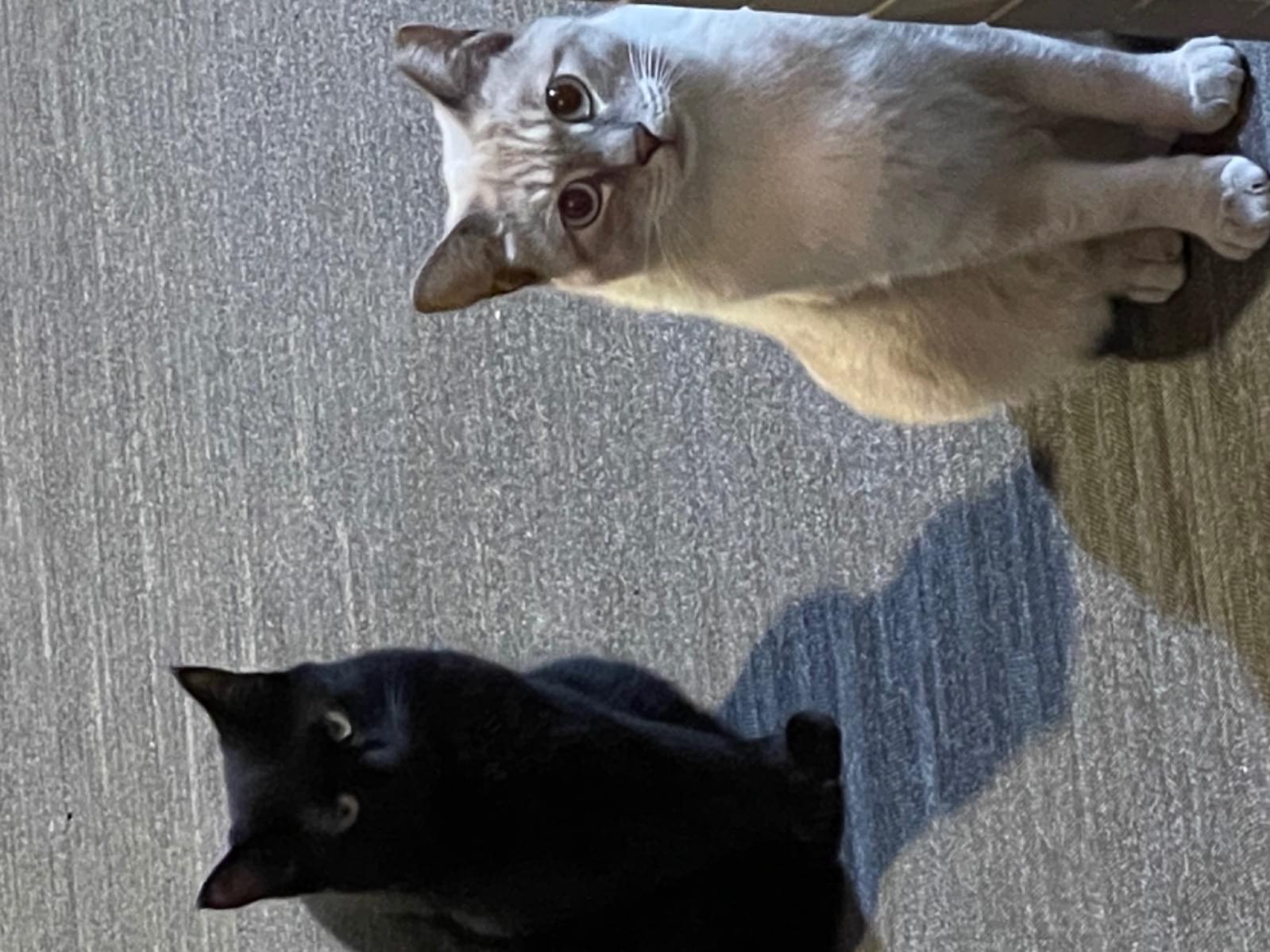 目撃された猫 目撃された猫