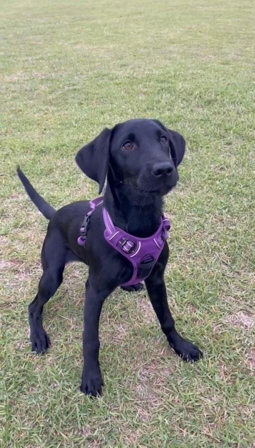 バカラの黒い犬ラブラドールです。よろしくお願いします