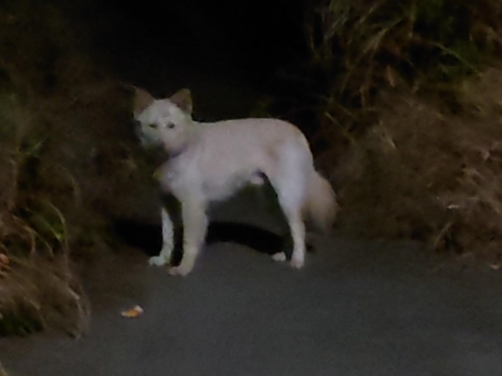 目撃された犬 目撃された犬