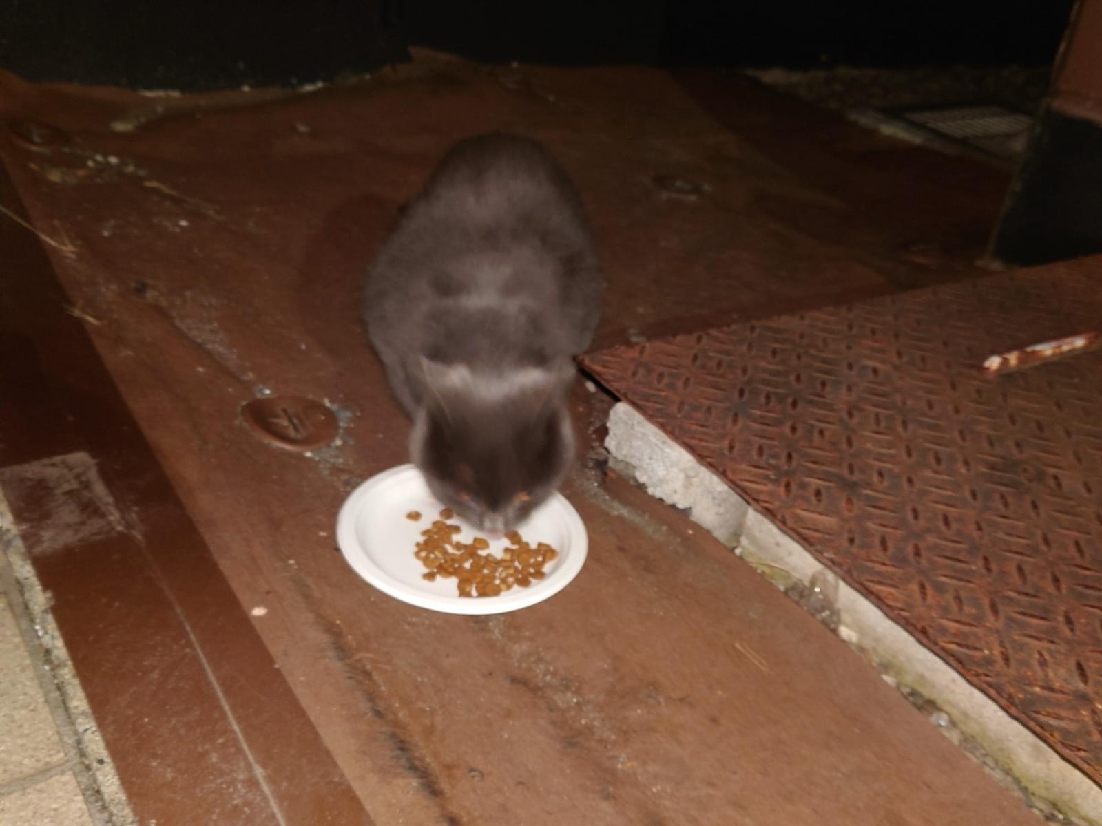 目撃された猫 目撃された猫