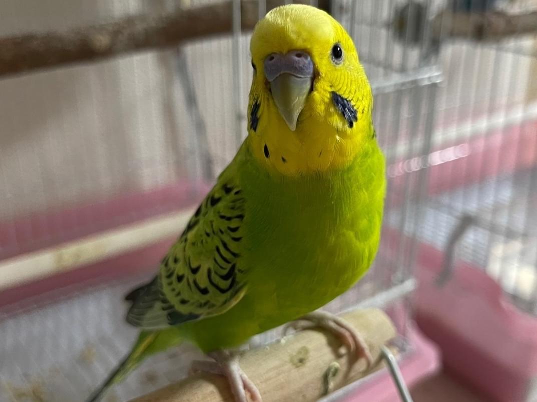 ぴのちゃん ぴのちゃん