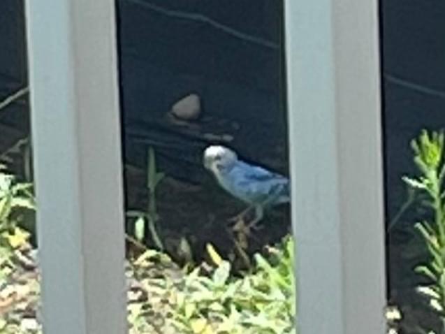 目撃された鳥 目撃された鳥