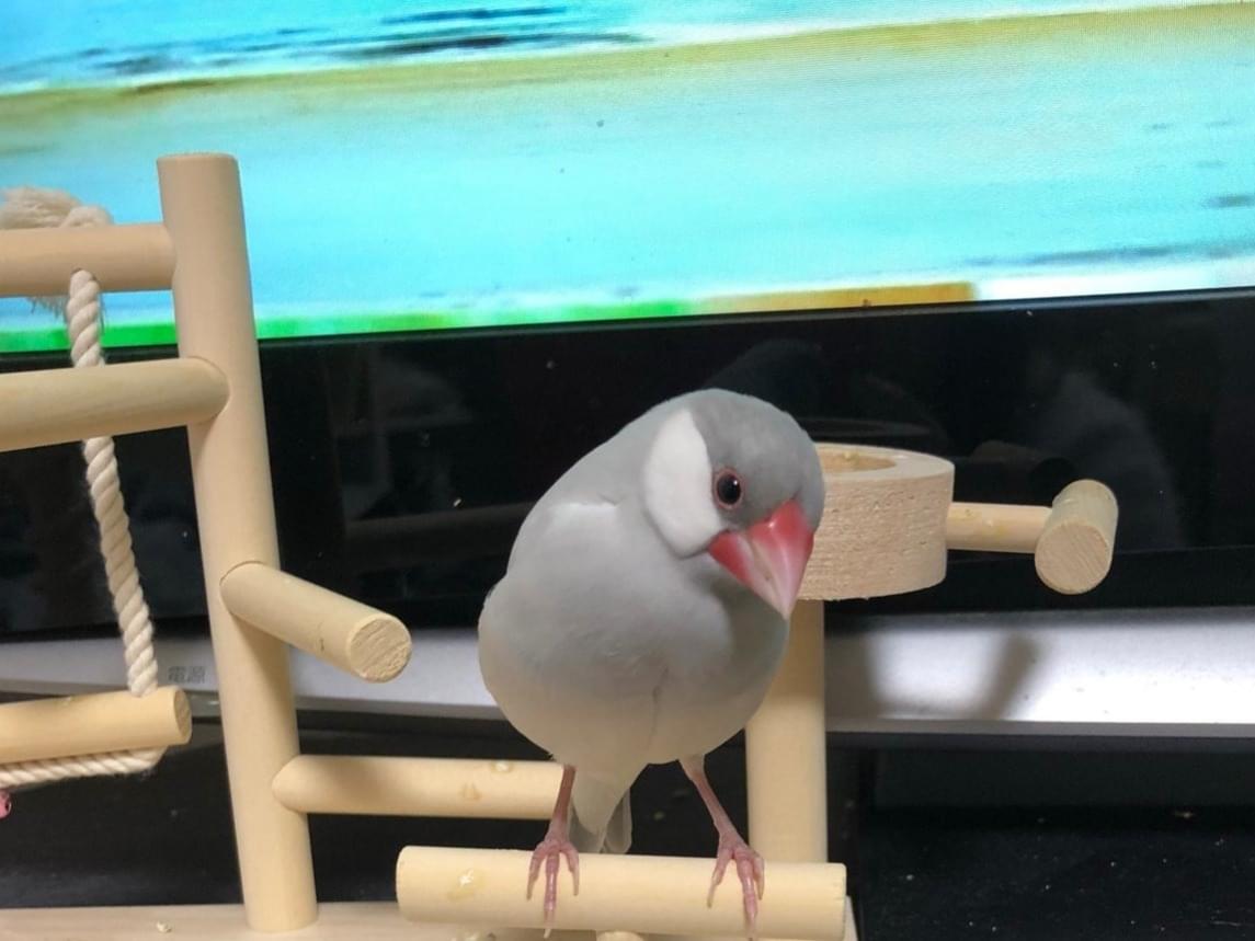 まろちゃん まろちゃん