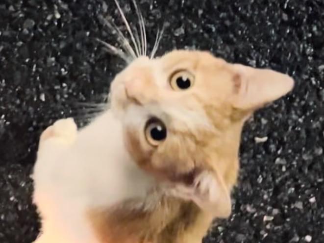 目撃された猫 目撃された猫