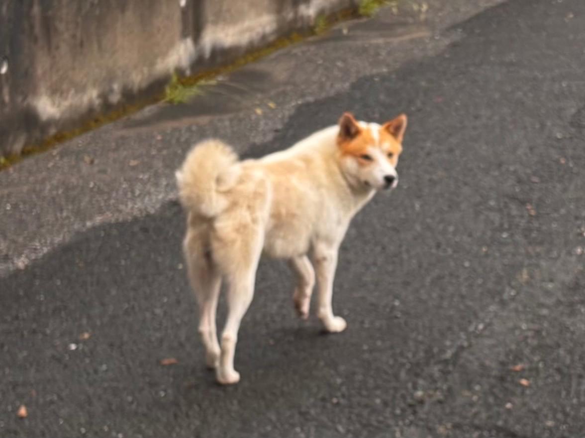 目撃された犬 目撃された犬