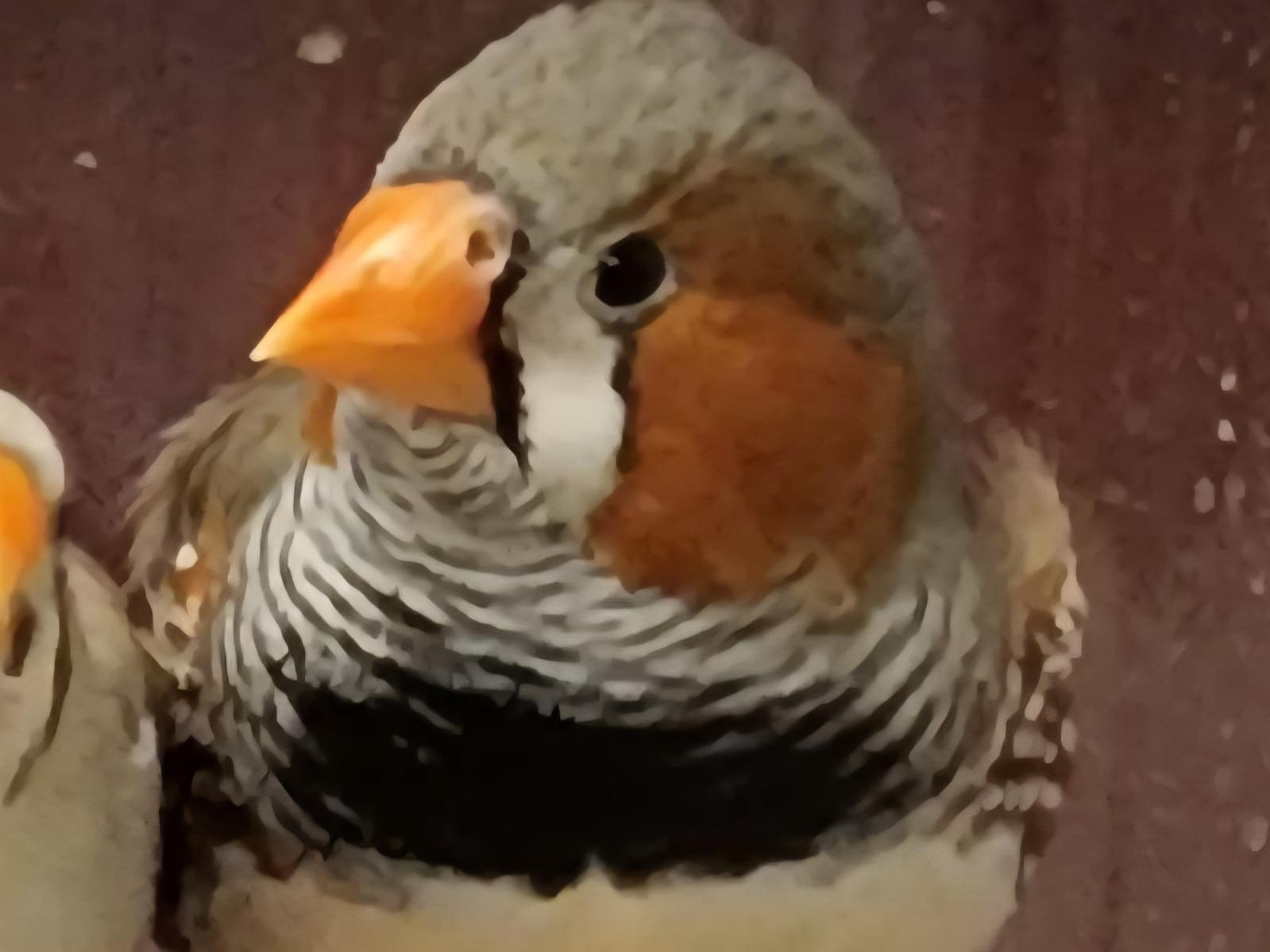 ぴこちゃん ぴこちゃん