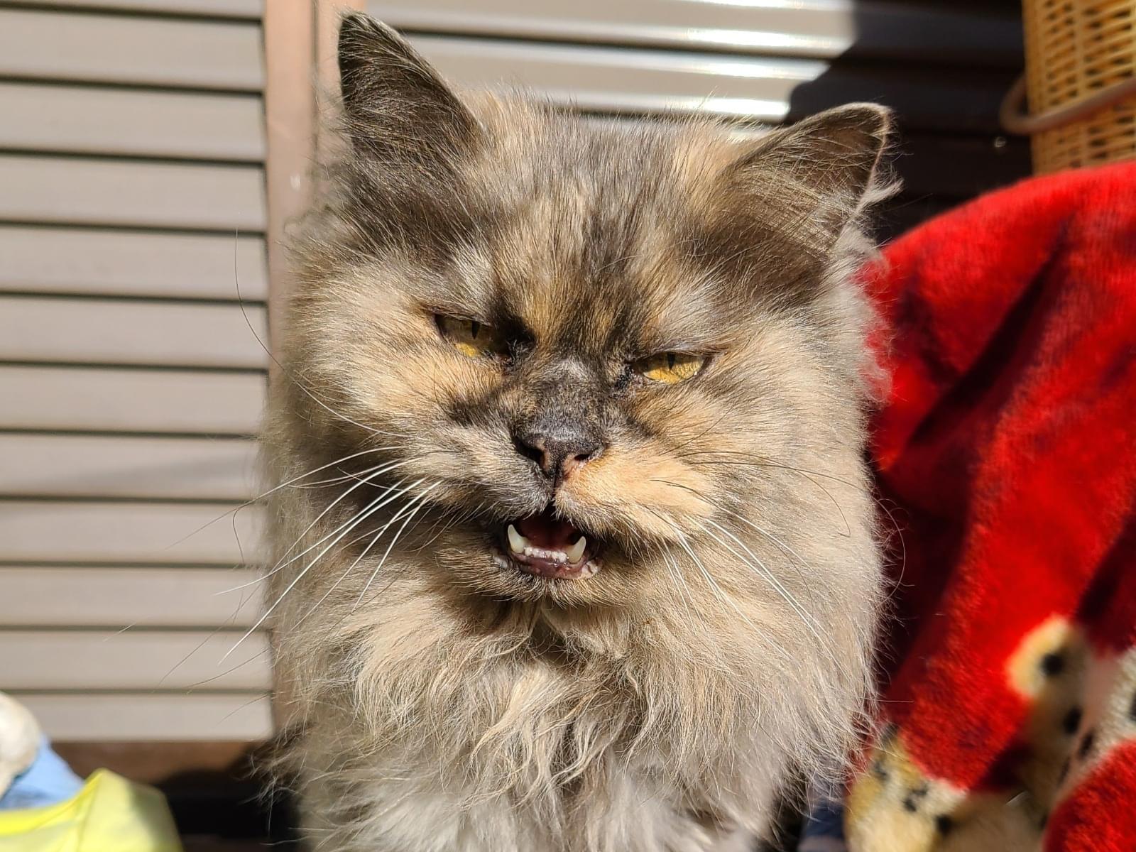 保護された猫 保護された猫
