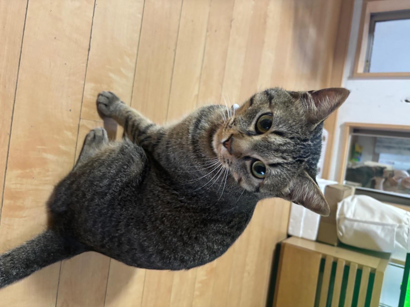 トラちゃん トラちゃん
