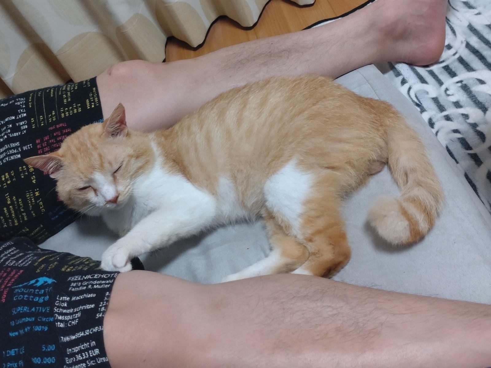 ちゃちゃちゃん ちゃちゃちゃん