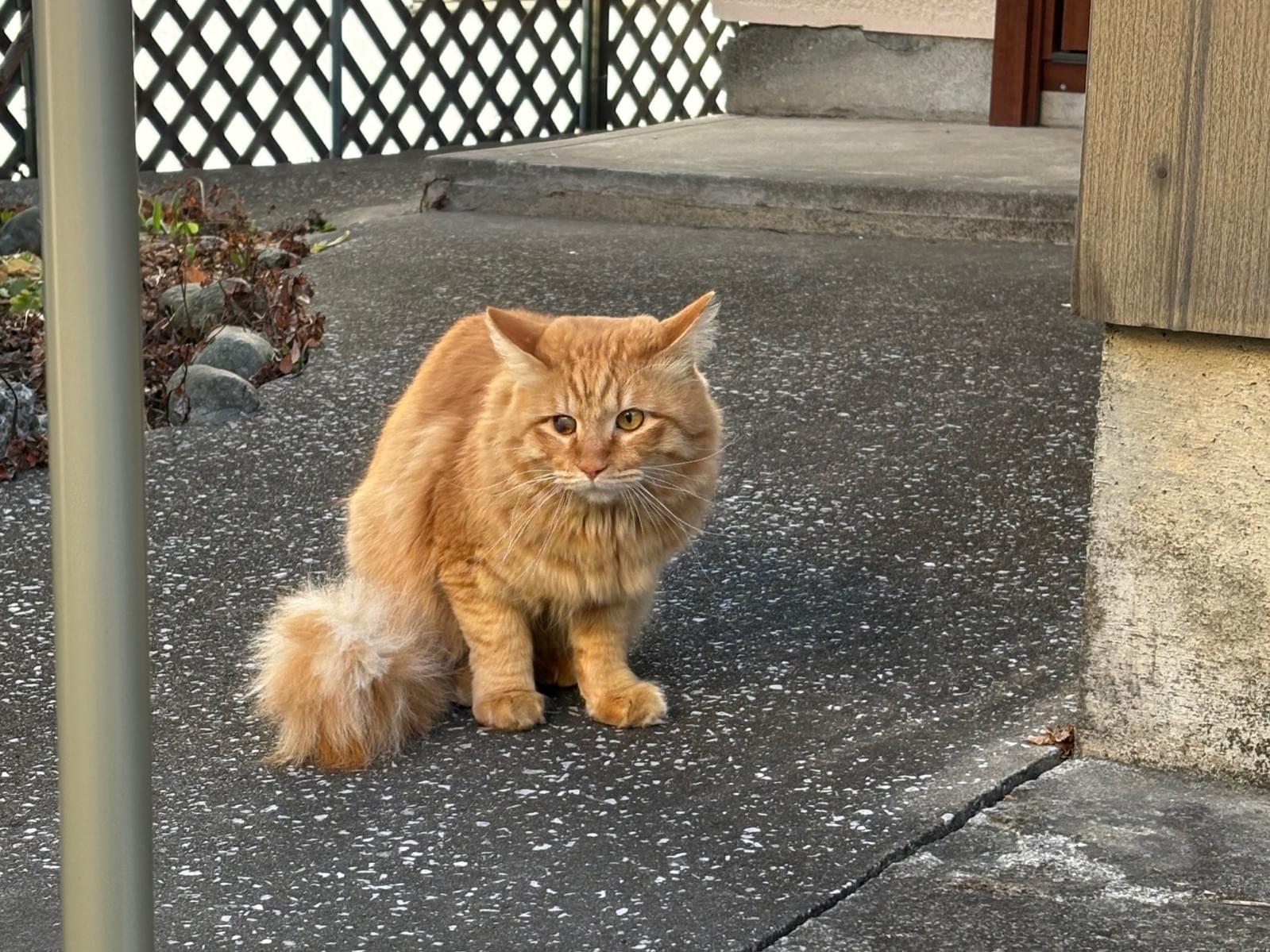 目撃された猫 目撃された猫
