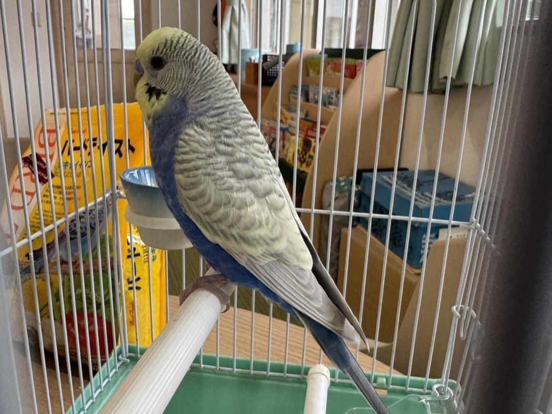 保護された鳥 保護された鳥