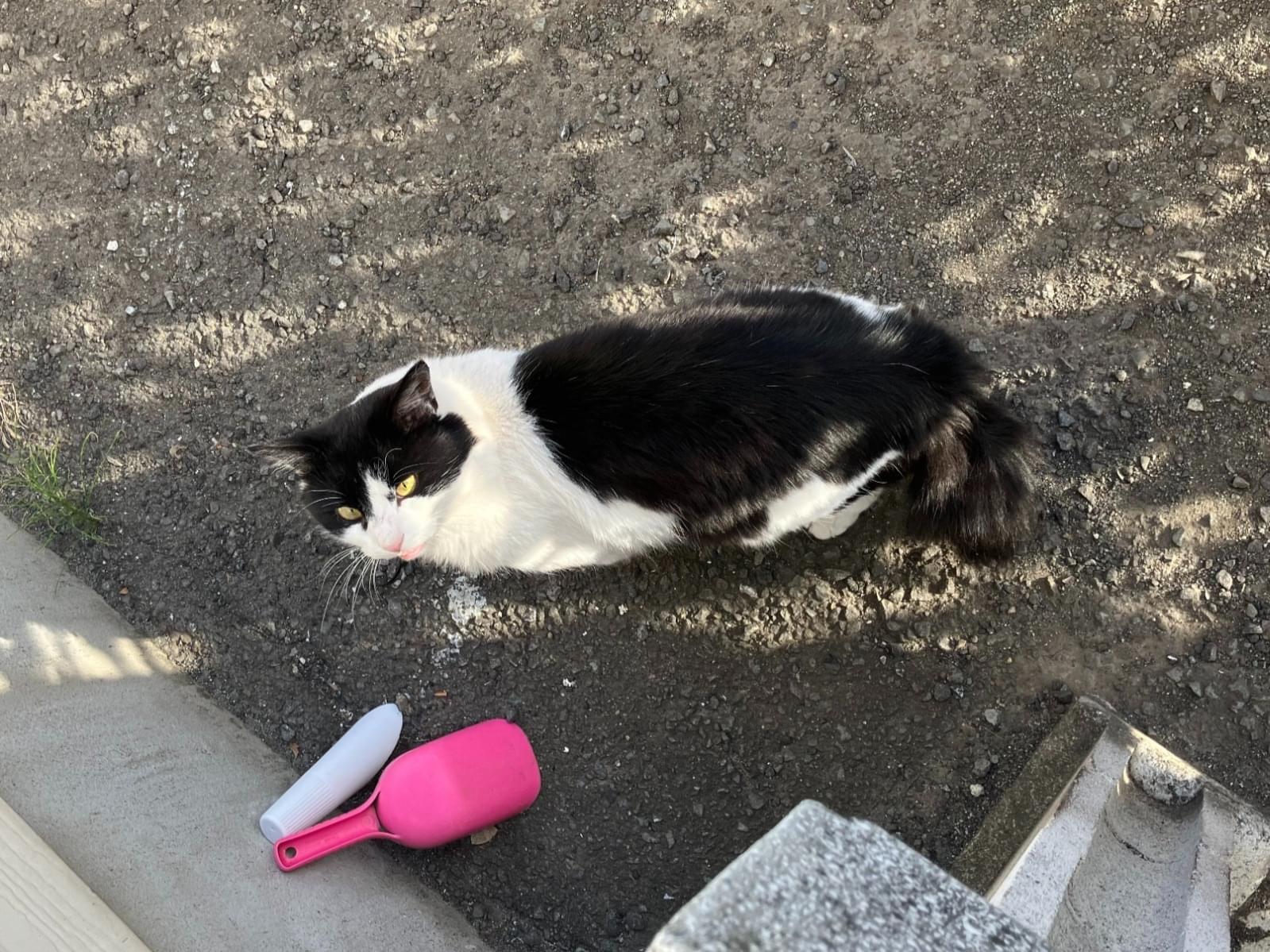 目撃された猫 目撃された猫