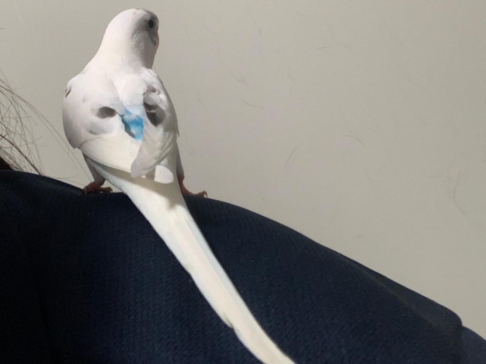 保護された鳥 保護された鳥