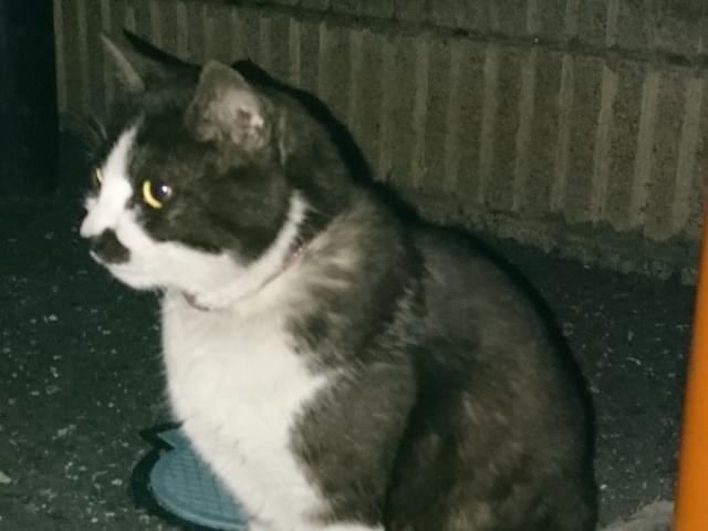 目撃された猫 目撃された猫