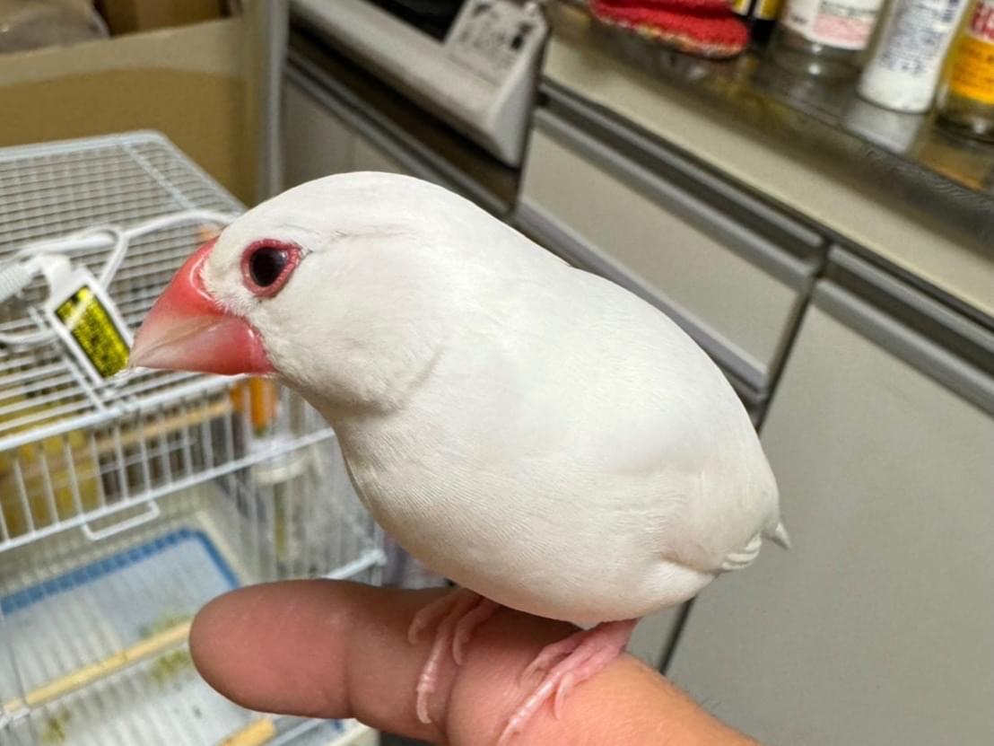 保護された鳥 保護された鳥