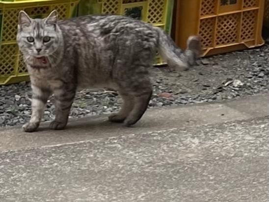 目撃された猫