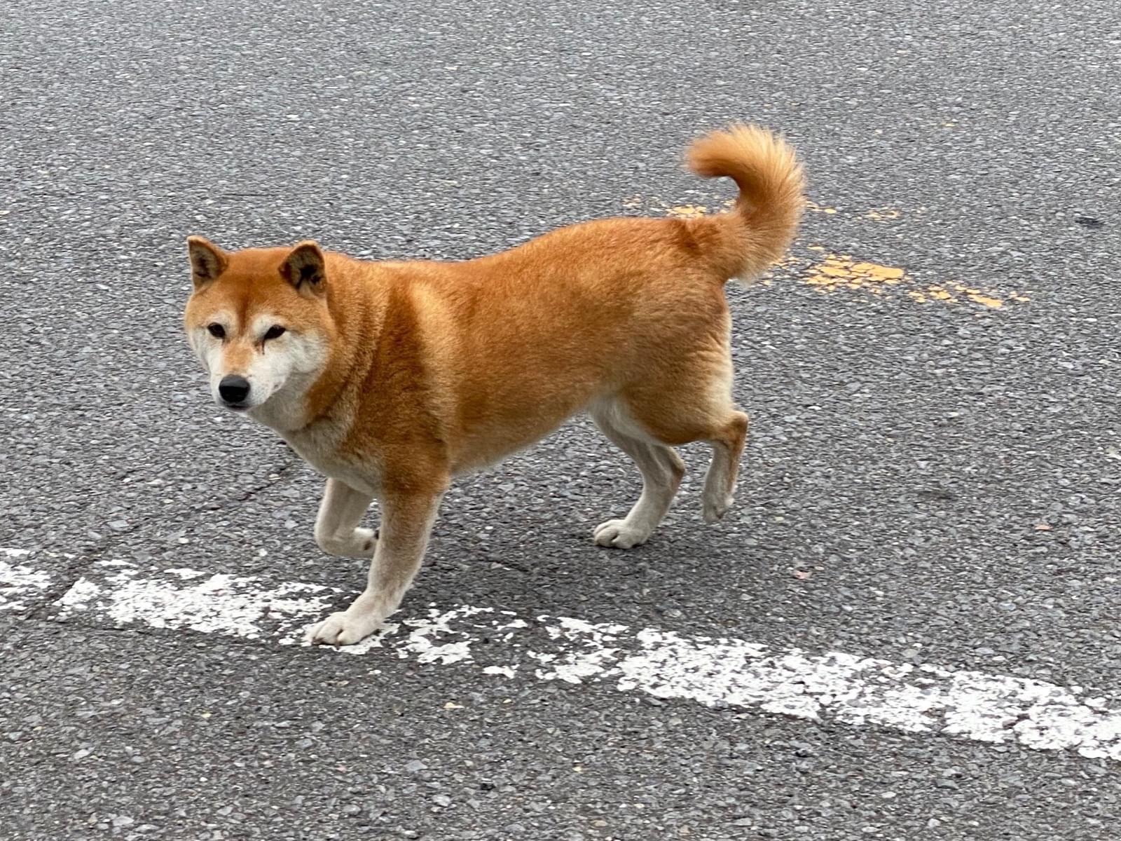 目撃された犬 目撃された犬