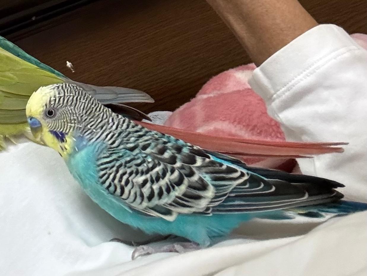 保護された鳥 保護された鳥