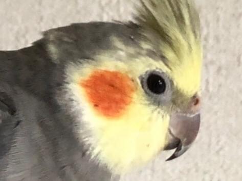 エティちゃん エティちゃん