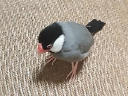 ぴちちゃん ぴちちゃん