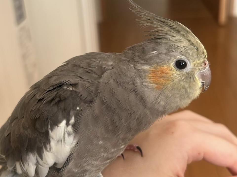 すいちゃん