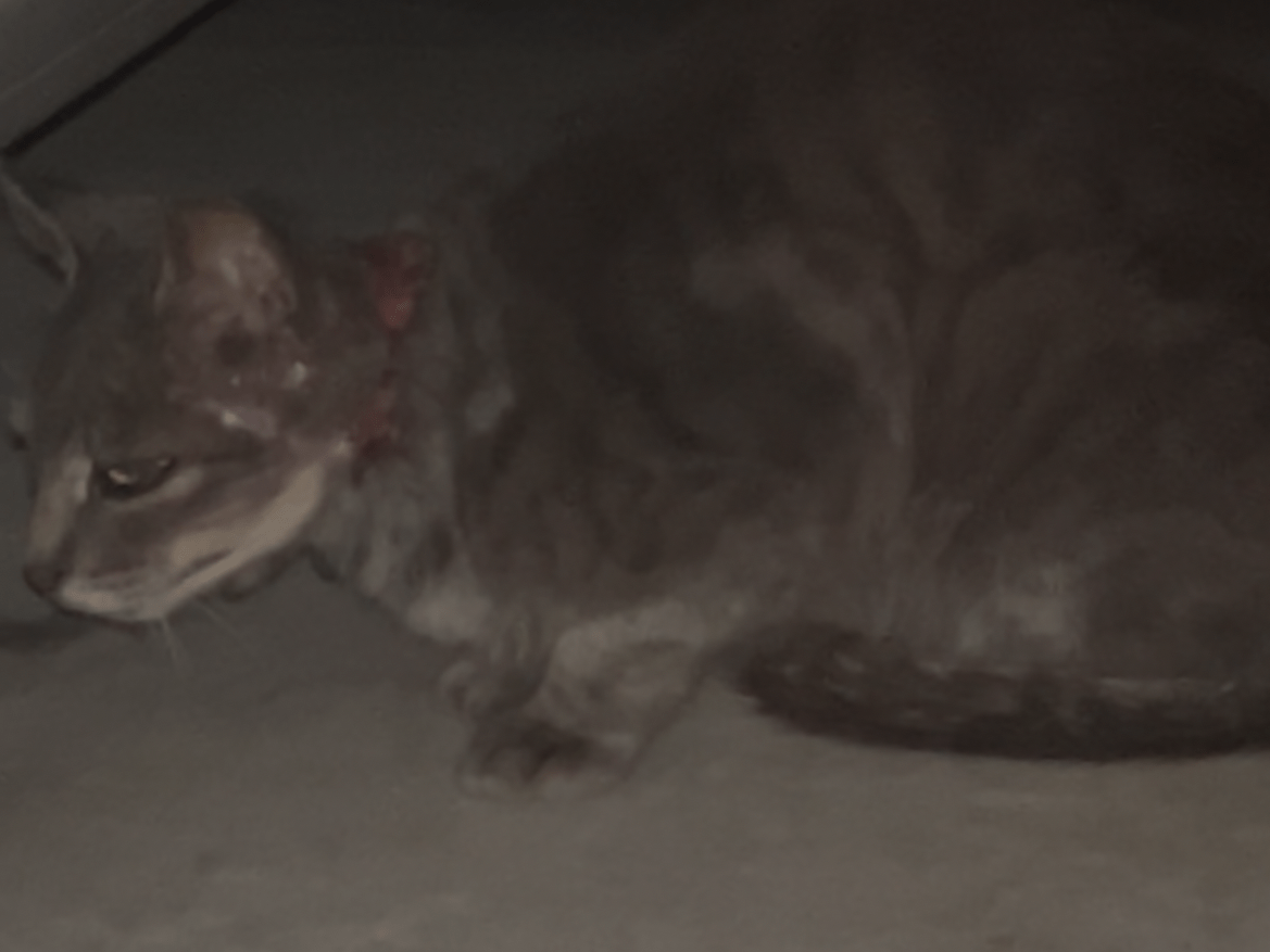 目撃された猫