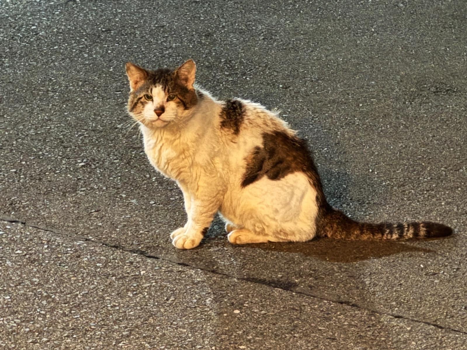 目撃された猫 目撃された猫