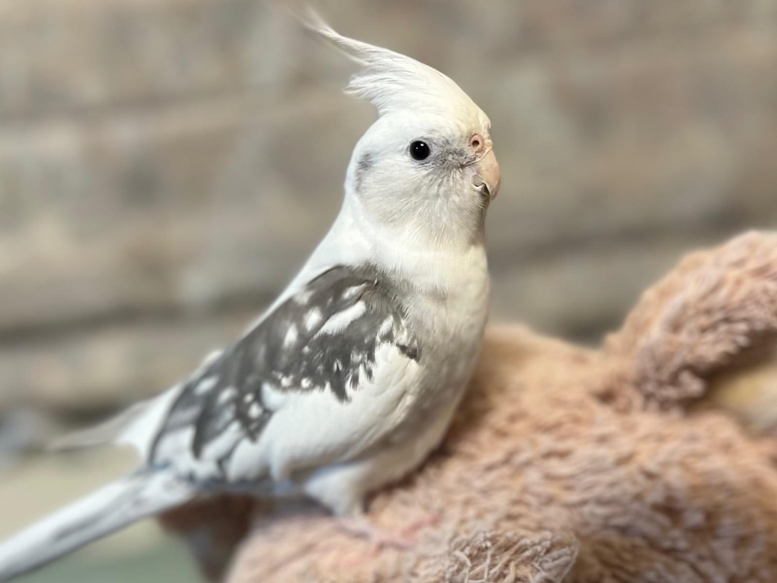 ハクちゃん ハクちゃん