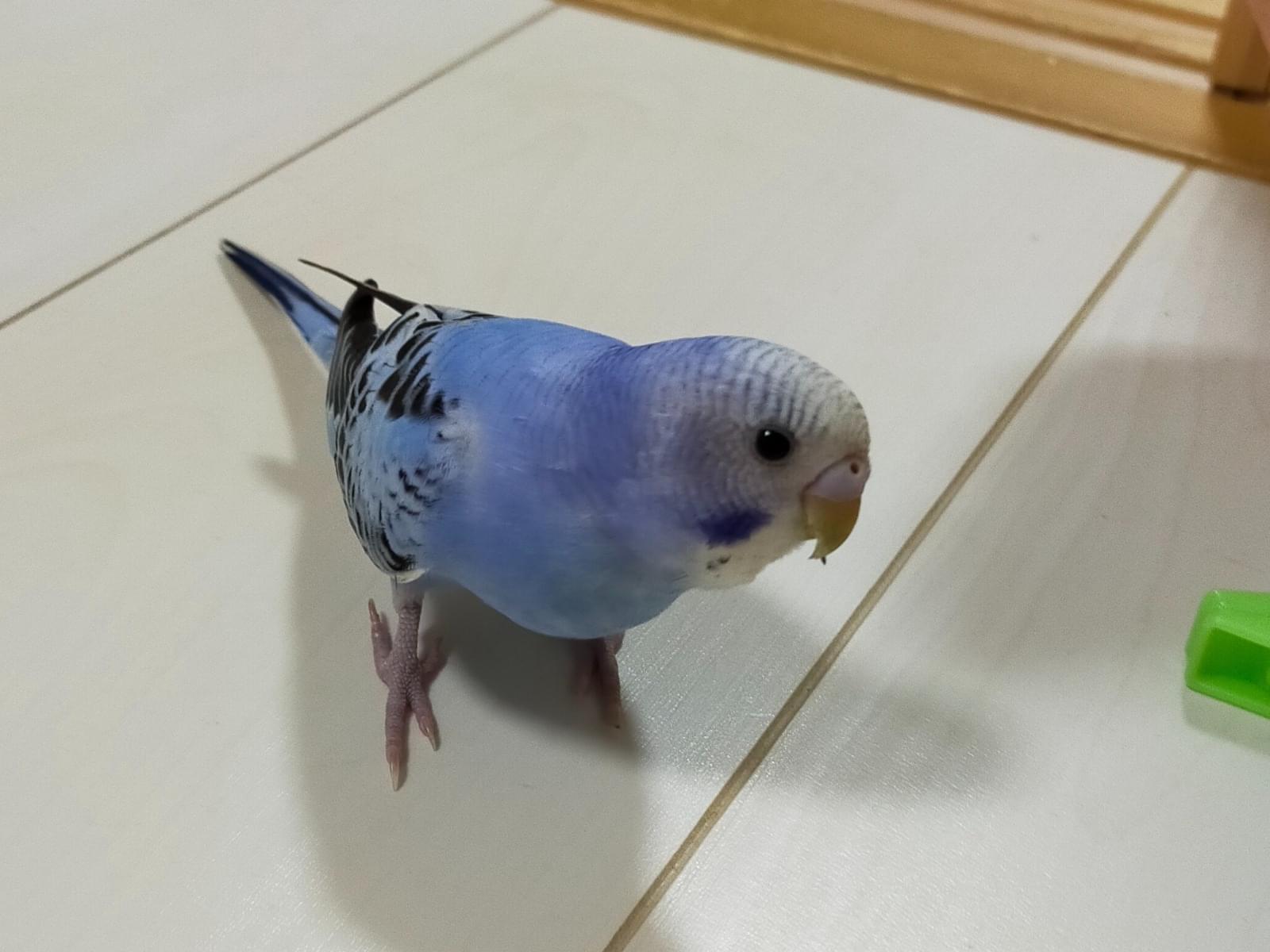 ソラちゃん ソラちゃん