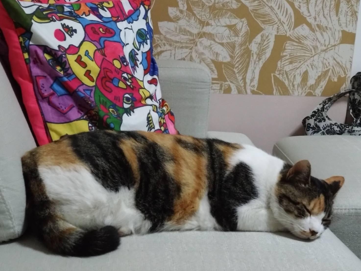 保護された猫 保護された猫