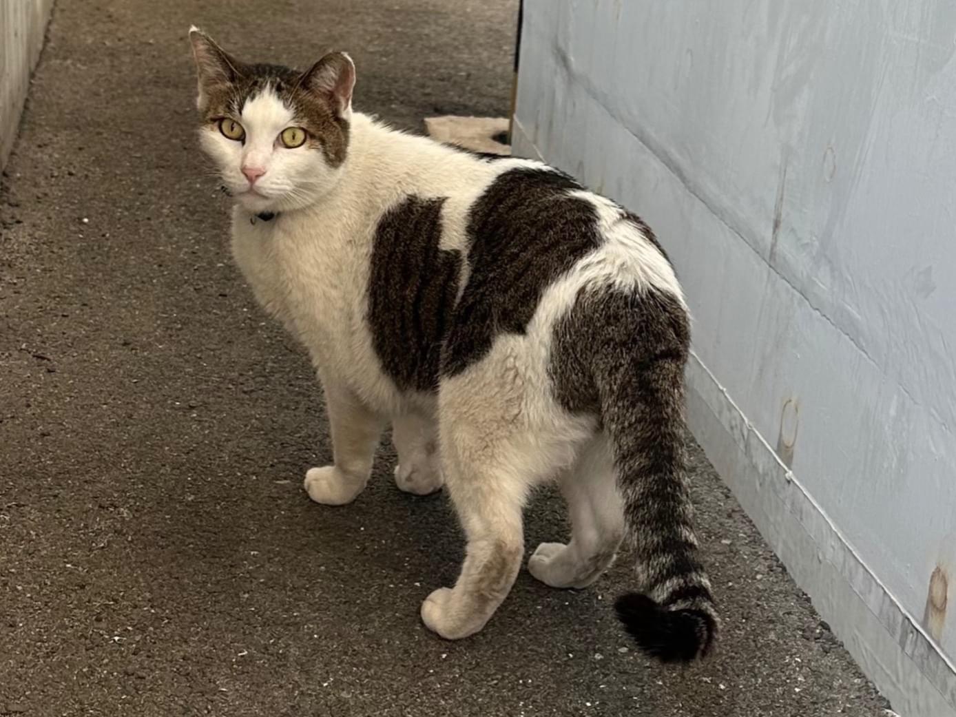 目撃された猫 目撃された猫