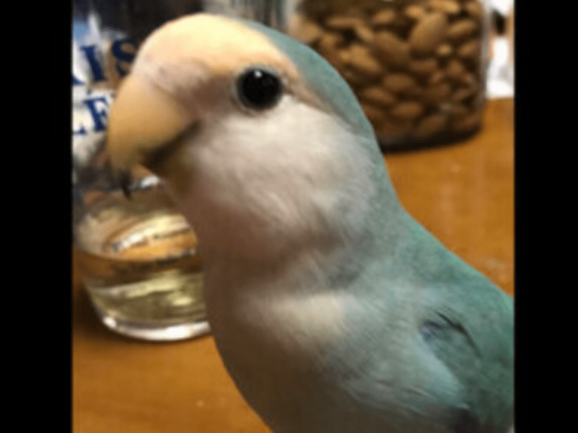 ピチュちゃん ピチュちゃん