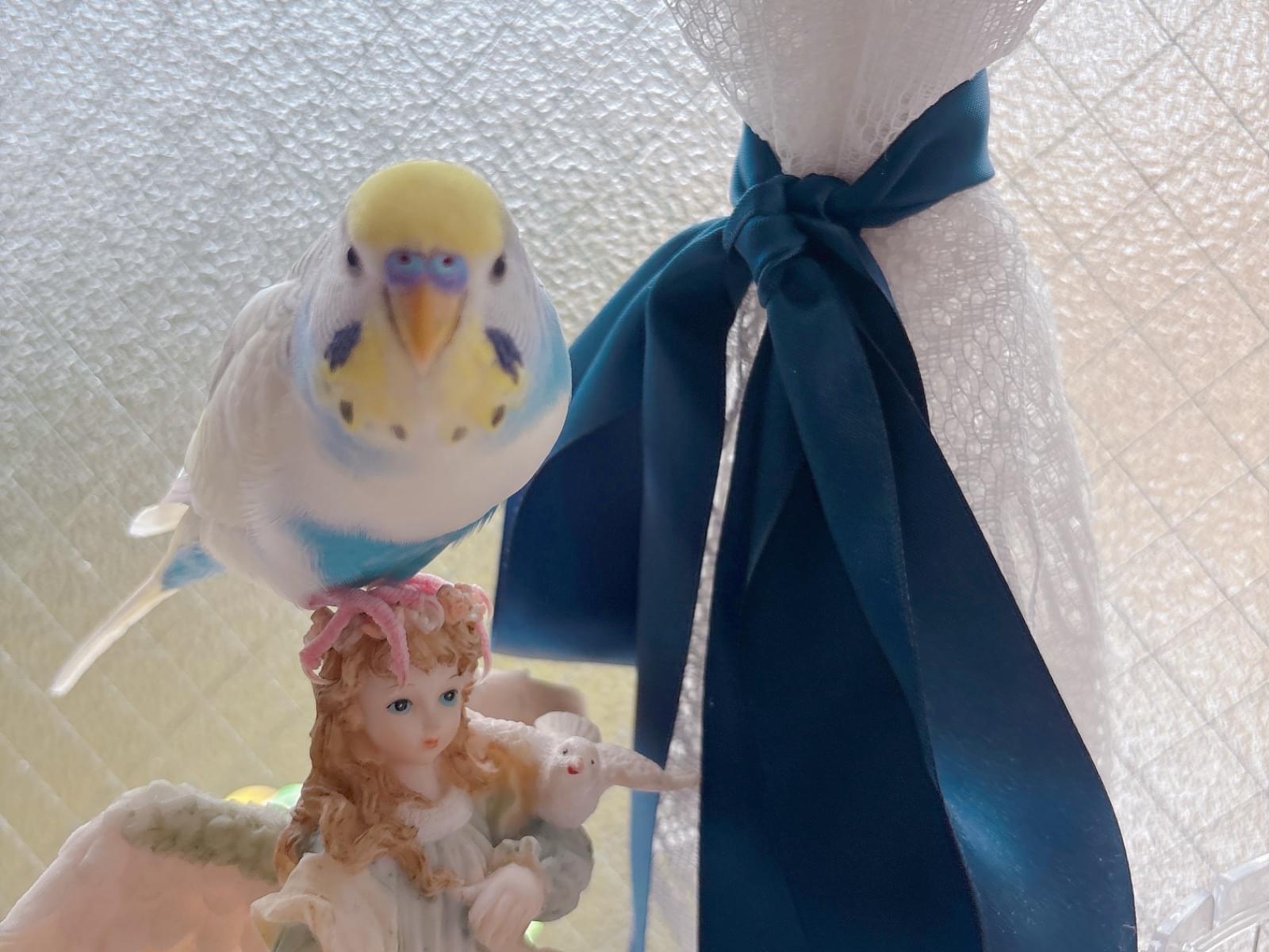 くぅちゃん くぅちゃん