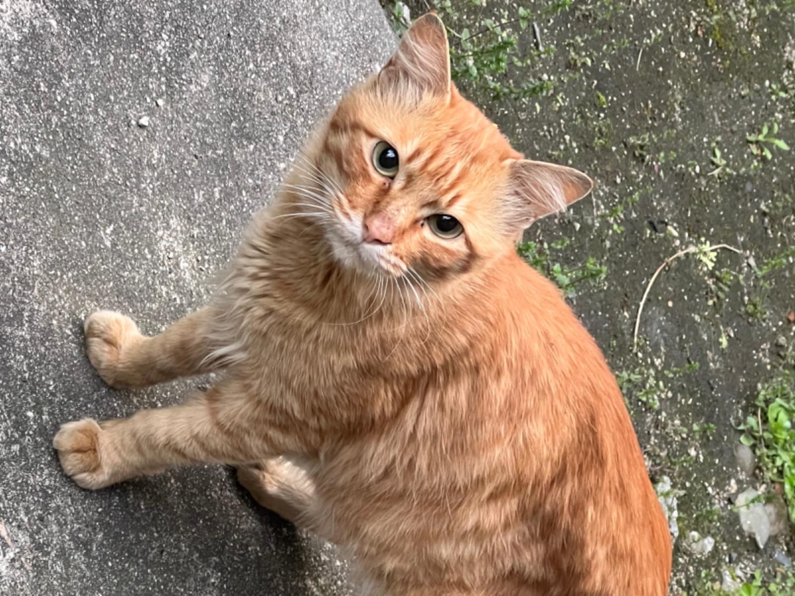 目撃された猫 目撃された猫
