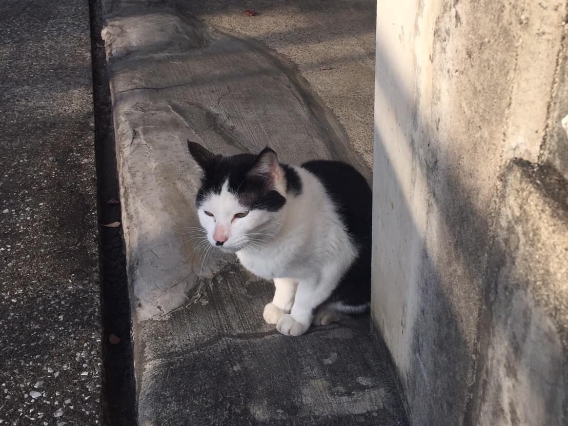 目撃された猫 目撃された猫