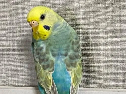 激レア♪高品質ファントムアメジスト✴︎天然レインボーあり✴︎特別価格 お客さま専用】アメジスト 109.796ct / 超大粒にしてガッツリなレイ