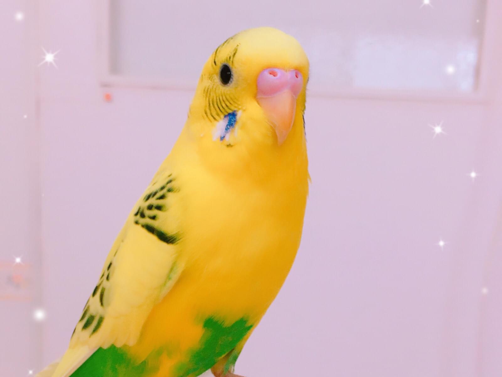 ムギちゃん ムギちゃん