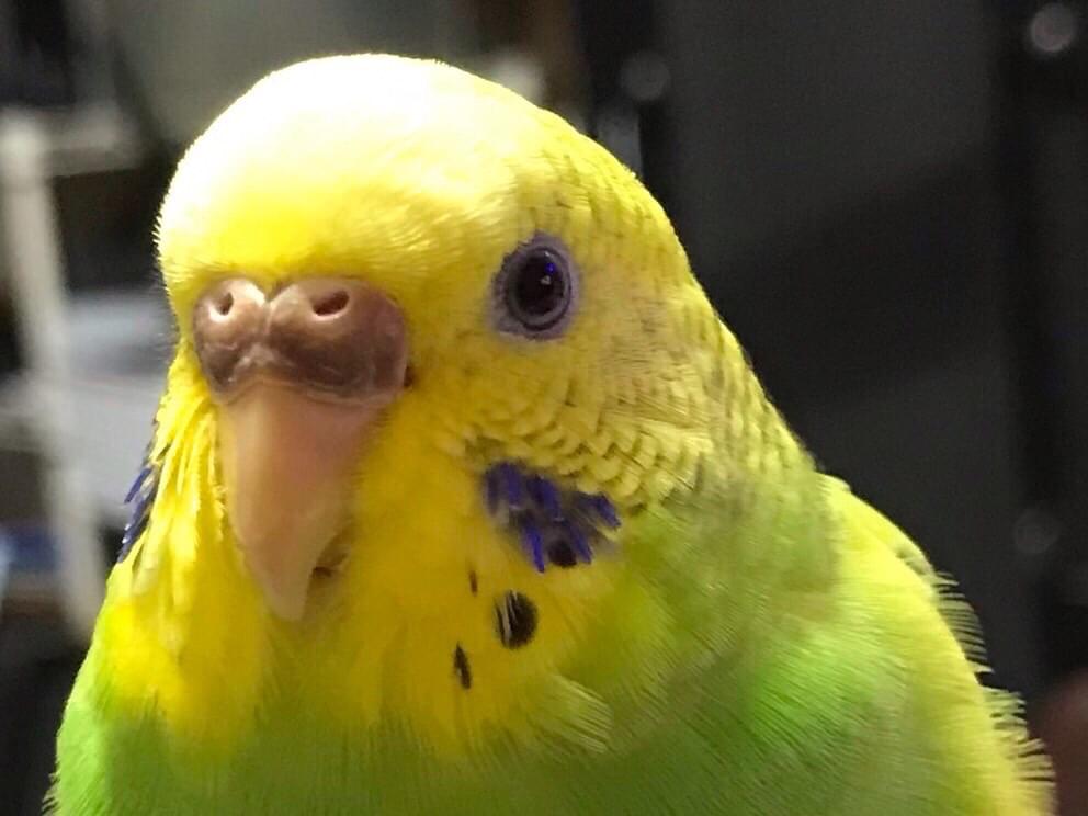パクチーちゃん パクチーちゃん