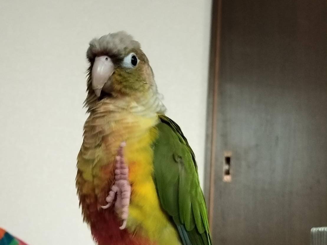 りんちゃん りんちゃん