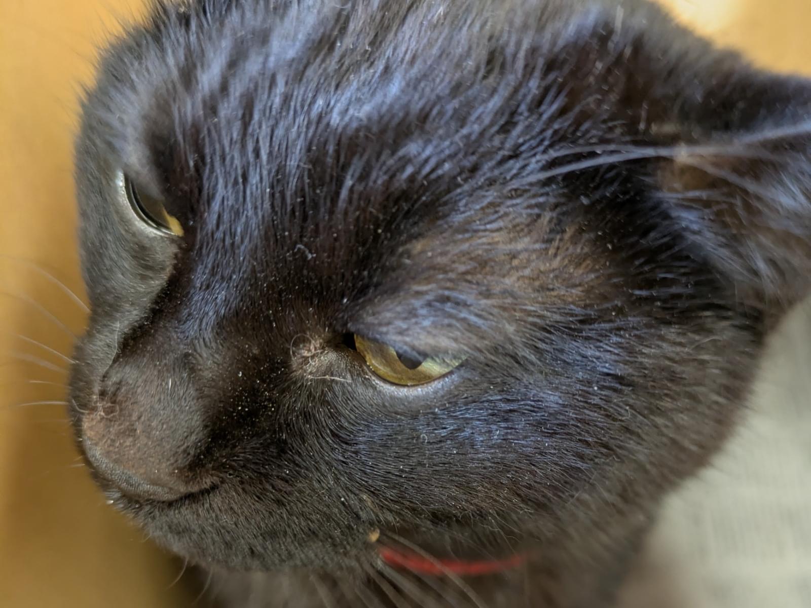 保護された猫 保護された猫