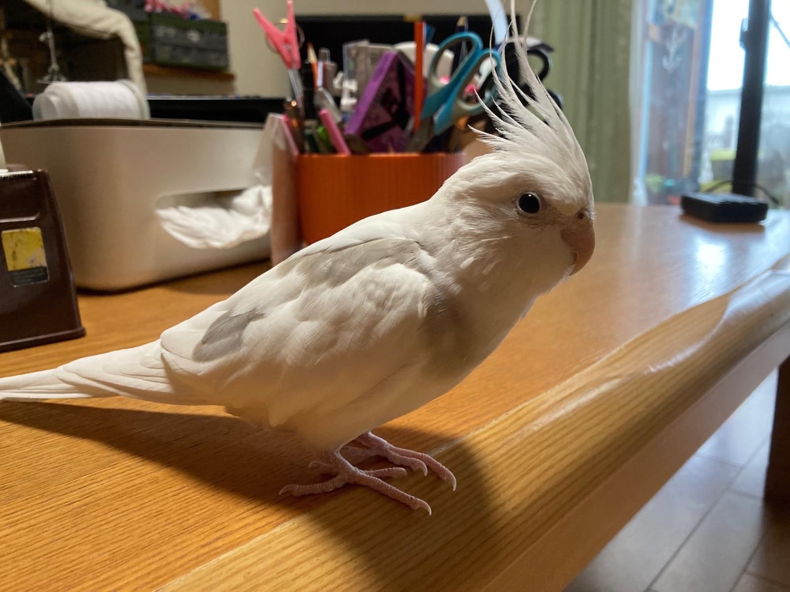 しろちゃん