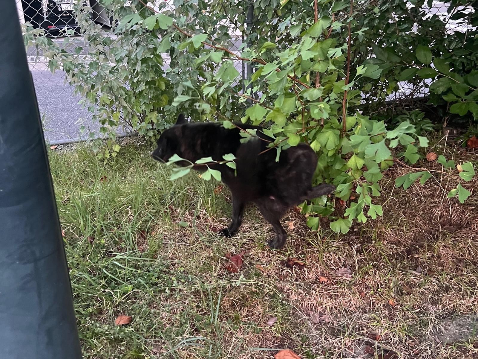 目撃された犬 目撃された犬