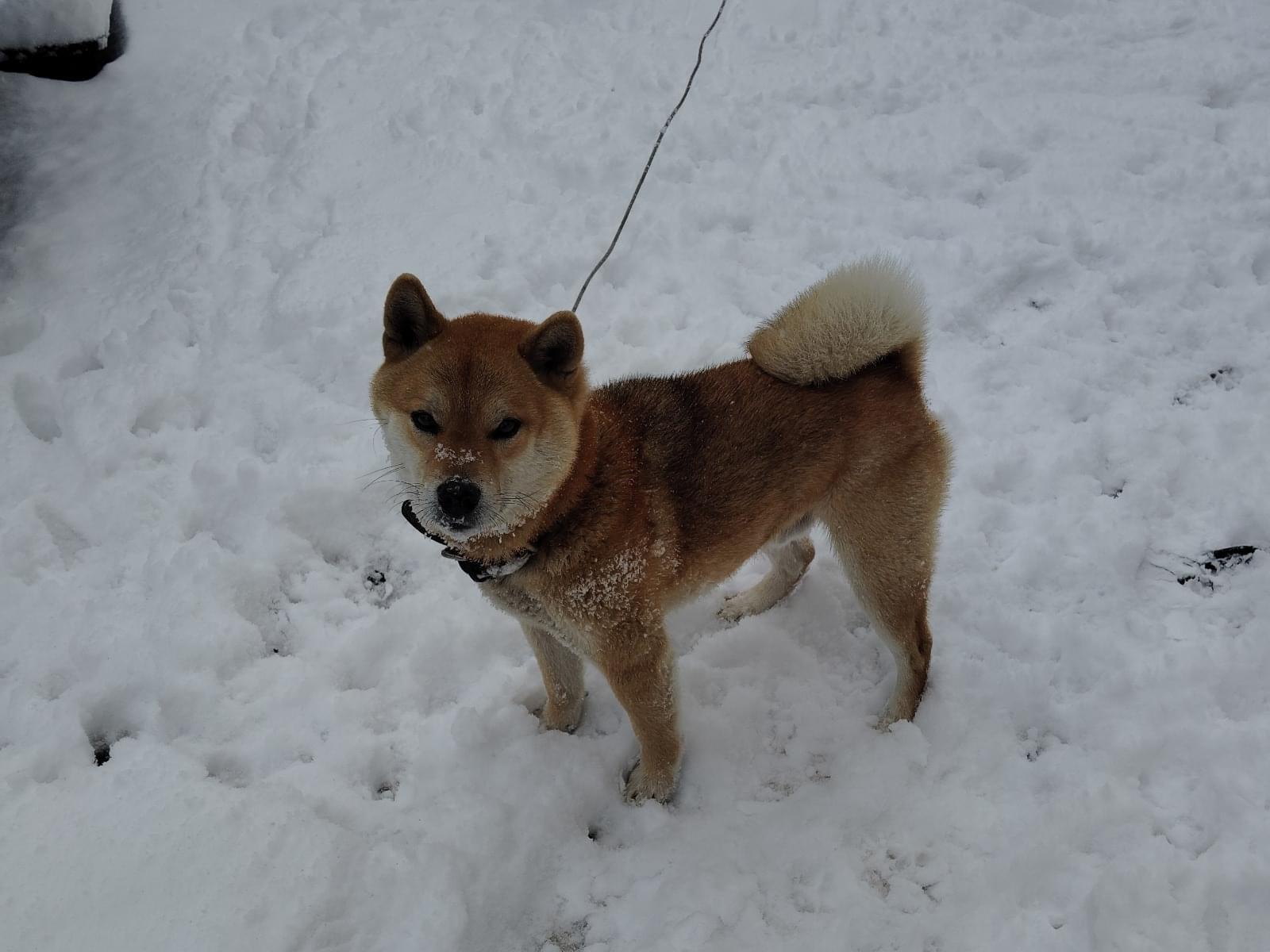 ココナッツちゃん